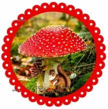 images/productimages/small/Eekhoorn bij paddenstoel BIH.jpg